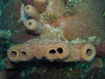 Roatan 2010
