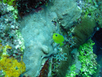 Roatan 2010